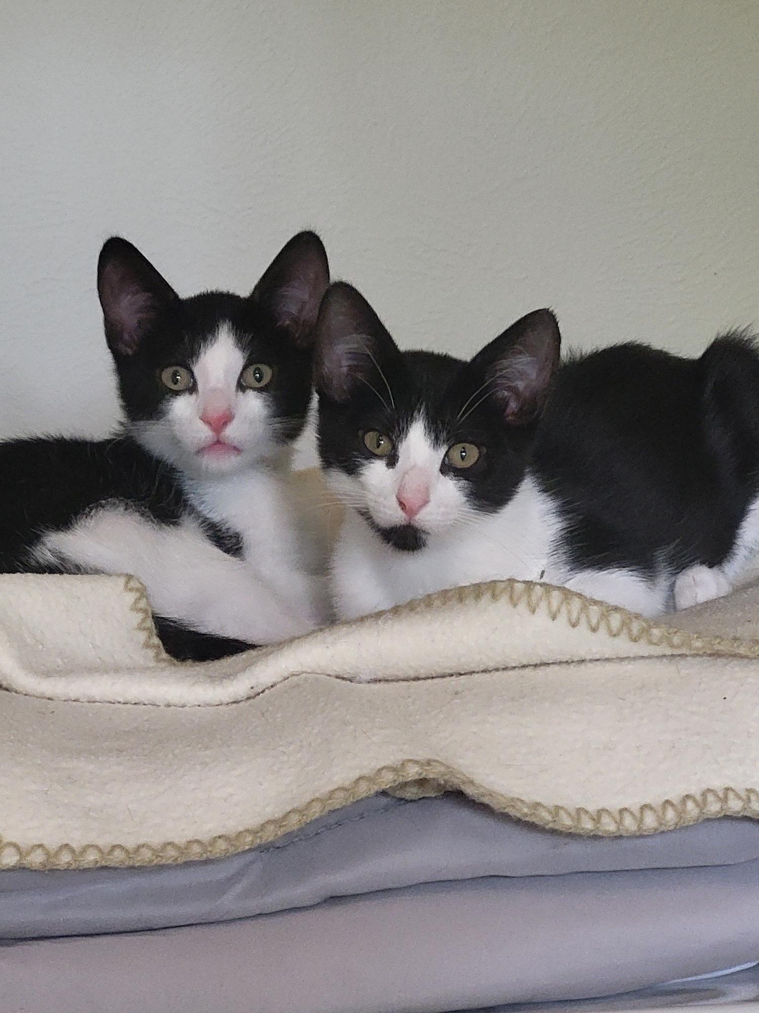 Sunny, ADOPTABLE, Young Male Domestic Short Hair.