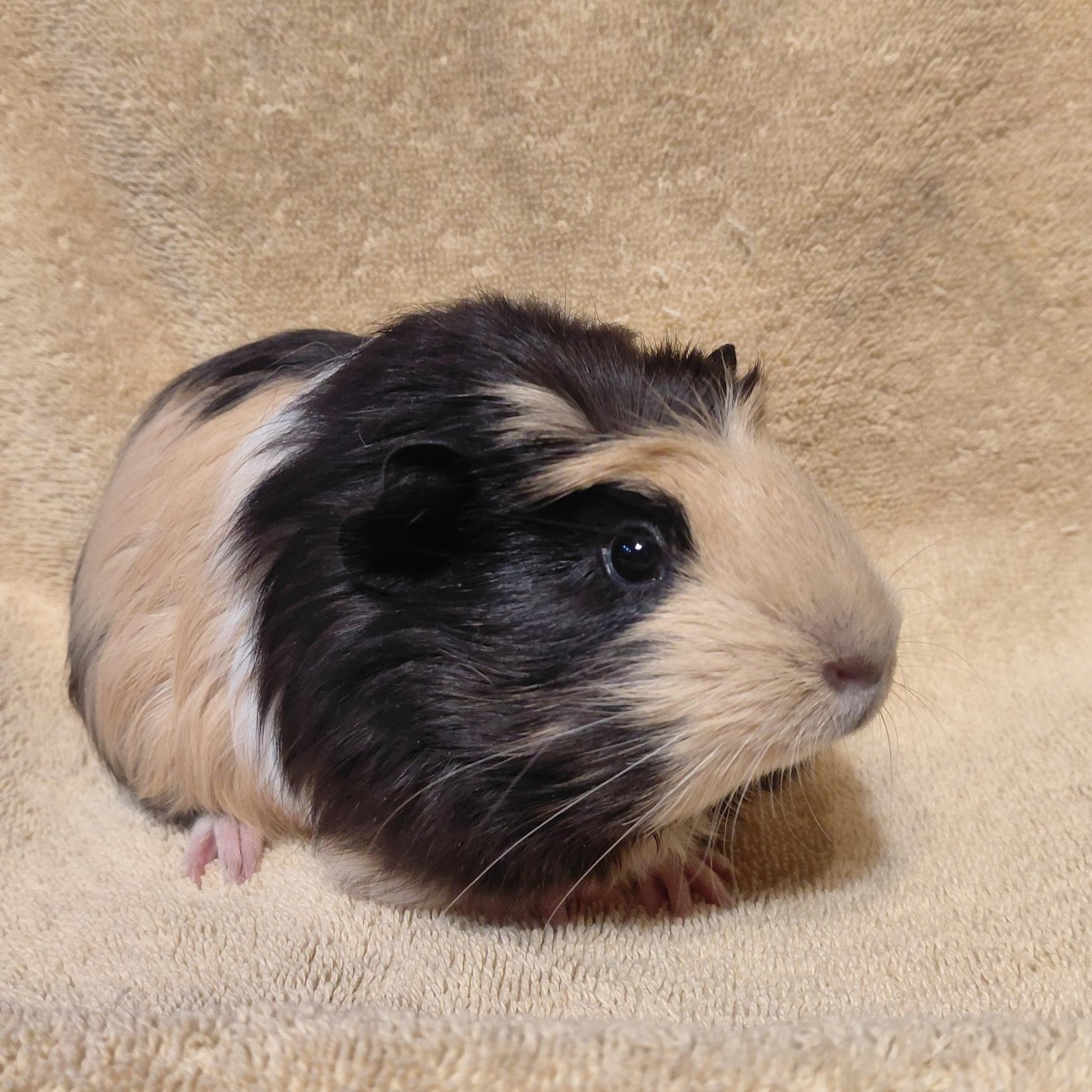 Enlarge Ezra, a ADOPTABLE Guinea Pig in Cincinnati, OH image 2/4