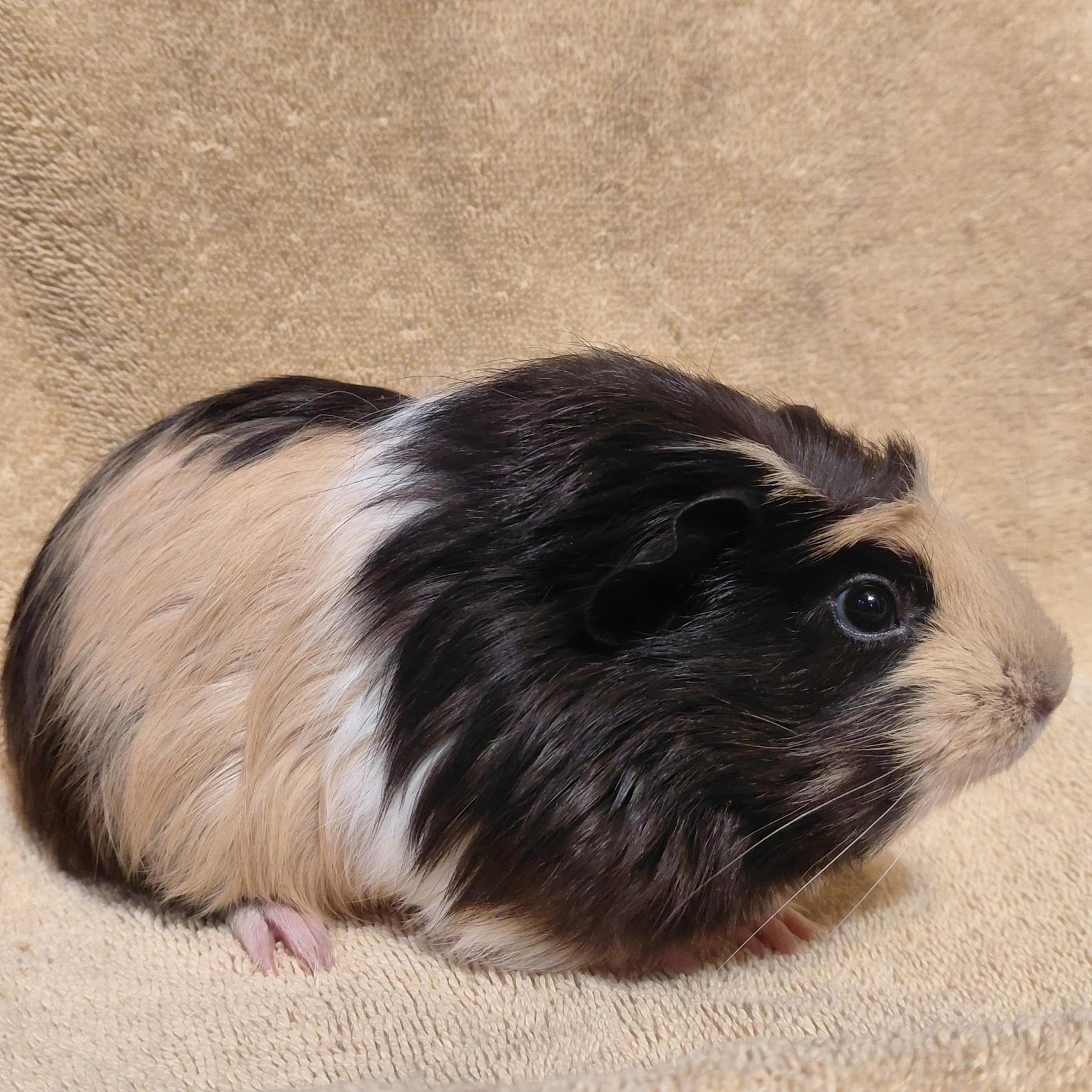 Enlarge Ezra, a ADOPTABLE Guinea Pig in Cincinnati, OH image 3/4