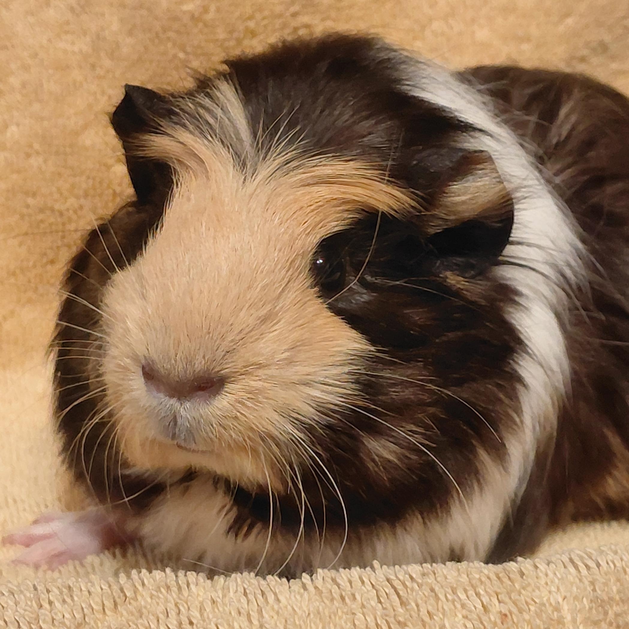 Ezra, ADOPTABLE, Baby Female Guinea Pig.