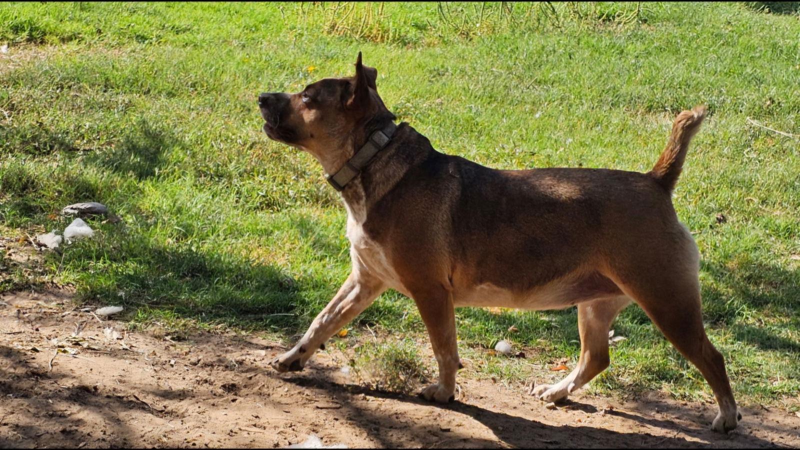 Lilly Beth, Adoptable, Adult Female Australian Cattle Dog / Blue Heeler.