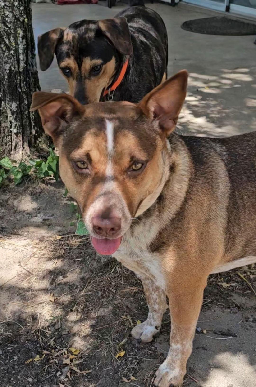 Enlarge Lilly Beth, a Adoptable Australian Cattle Dog / Blue Heeler in Orange Grove, TX image 2/3
