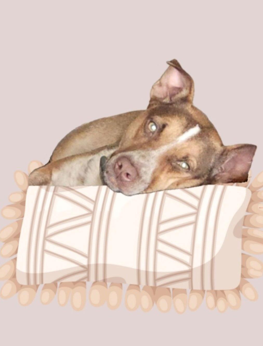 Enlarge Lilly Beth, a Adoptable Australian Cattle Dog / Blue Heeler in Orange Grove, TX image 3/3