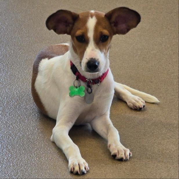 Kayla, Adoptable, Puppy Female Hound.