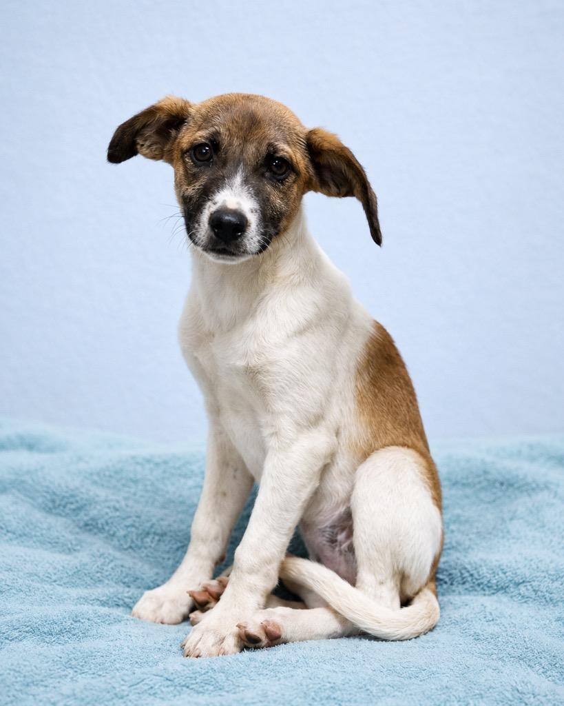 Kayla, Adoptable, Puppy Female Hound.