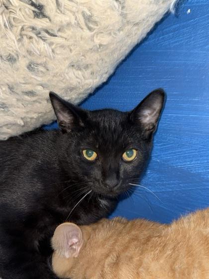 Enlarge Plum, a Adoptable mixed breed in Harbor Springs, MI image 1/1