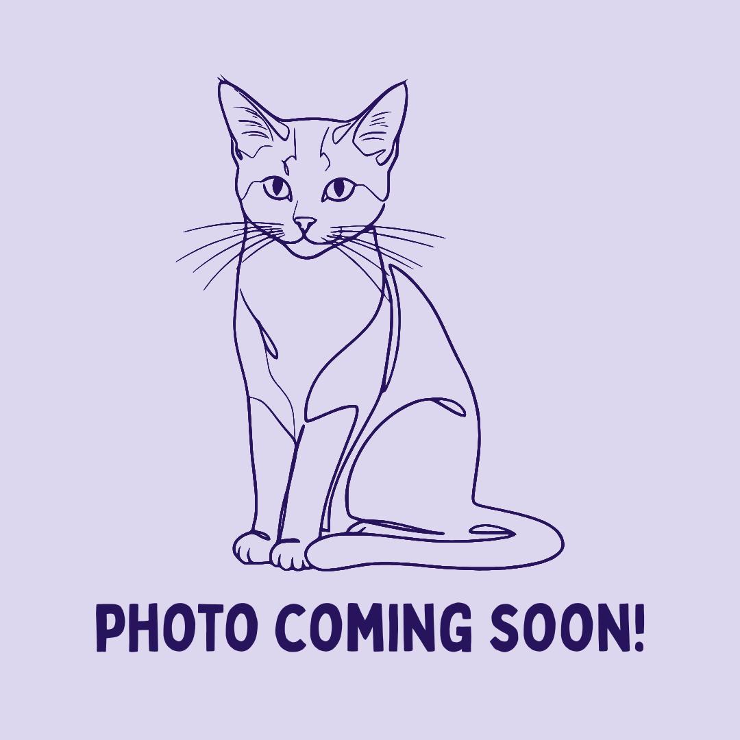 Alice, adopted, Adult Female Domestic Long Hair.