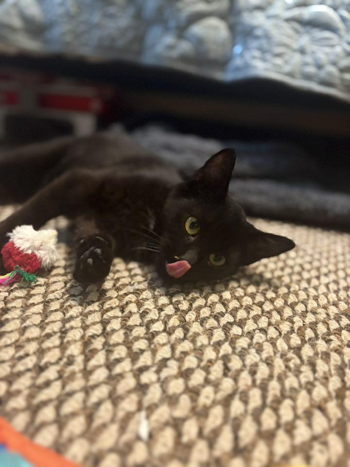 Inky Clumsy, a Adoptable American Shorthair in Fuquay Varina, NC image 1/2