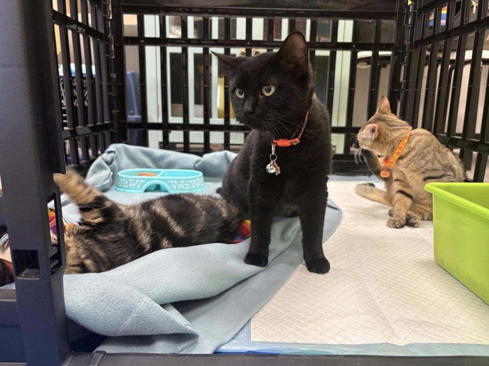 Inky Clumsy, a Adoptable American Shorthair in Fuquay Varina, NC image 2/2