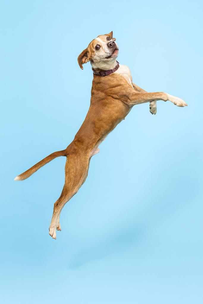 BUCKET, a Adoptable mixed breed in Florence, SC image 1/4