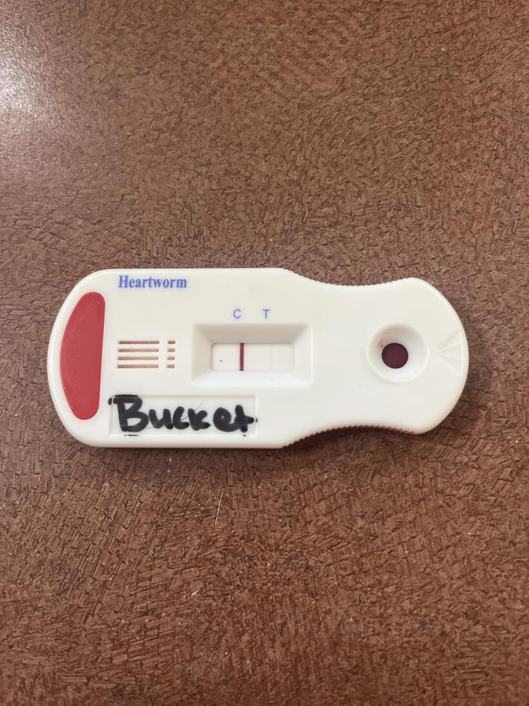 BUCKET, a Adoptable mixed breed in Florence, SC image 2/4