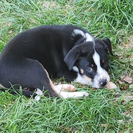 Johnny Be Good , ADOPTABLE, Puppy Male Labrador Retriever & Hound.
