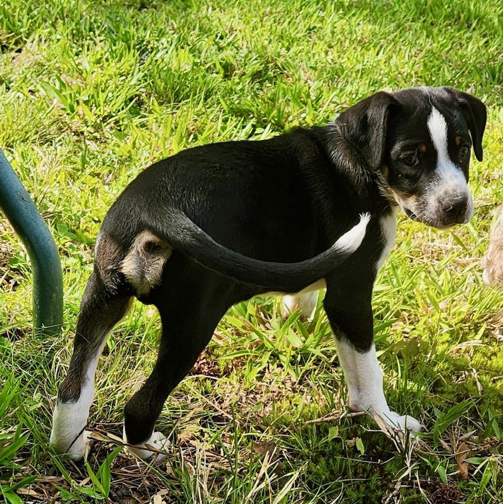 Enlarge Johnny Be Good , a ADOPTABLE mixed breed in Richmond, VA image 4/5