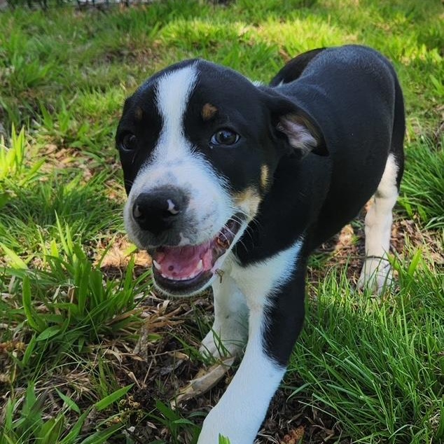 Enlarge Johnny Be Good , a ADOPTABLE mixed breed in Richmond, VA image 3/5