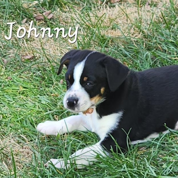 Enlarge Johnny Be Good , a ADOPTABLE mixed breed in Richmond, VA image 5/5