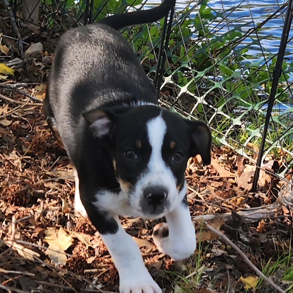 Enlarge Johnny Be Good , a ADOPTABLE mixed breed in Richmond, VA image 2/5
