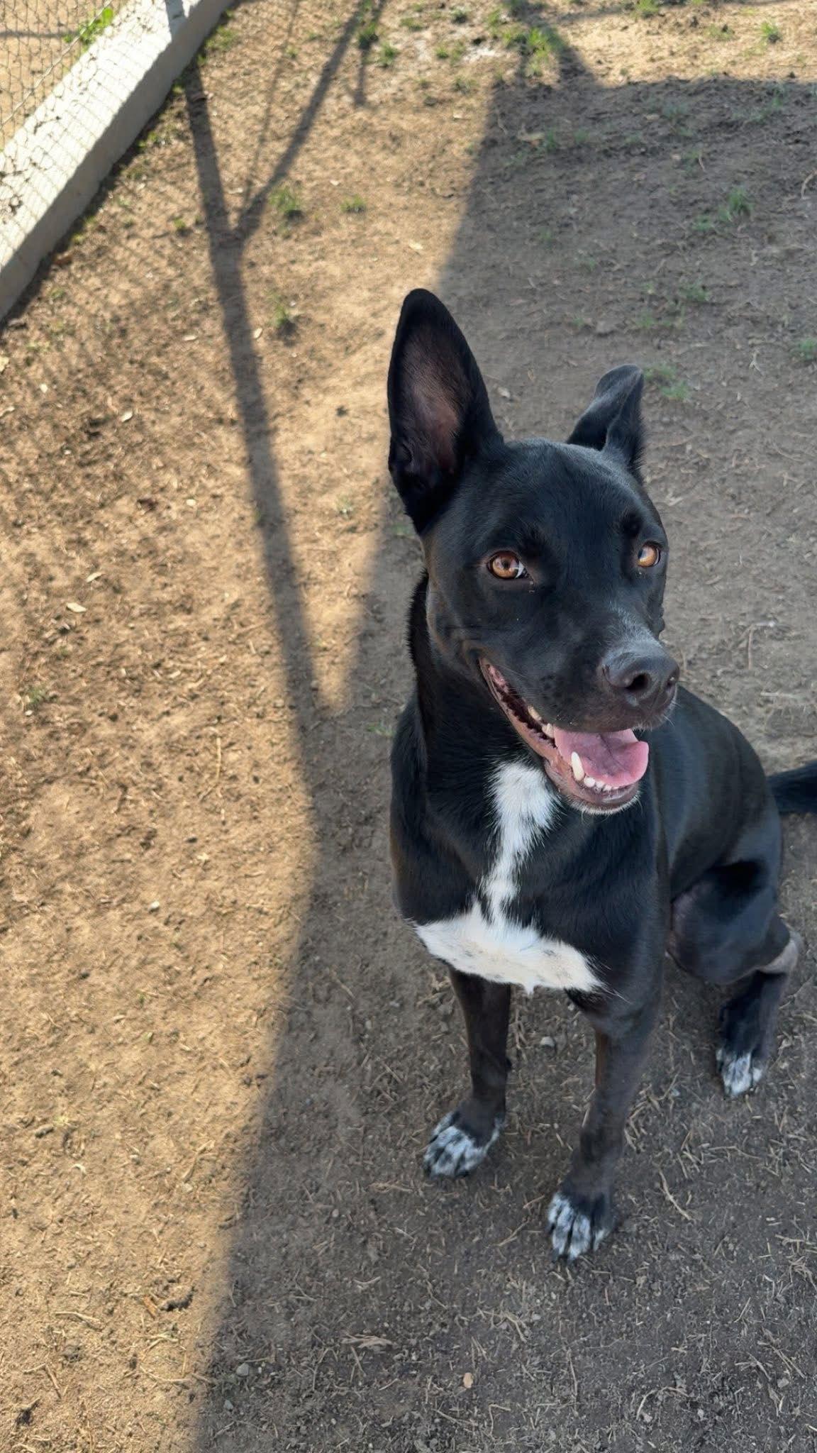 Milo, a Adoptable Mixed Breed in Polson, MT image 1/3