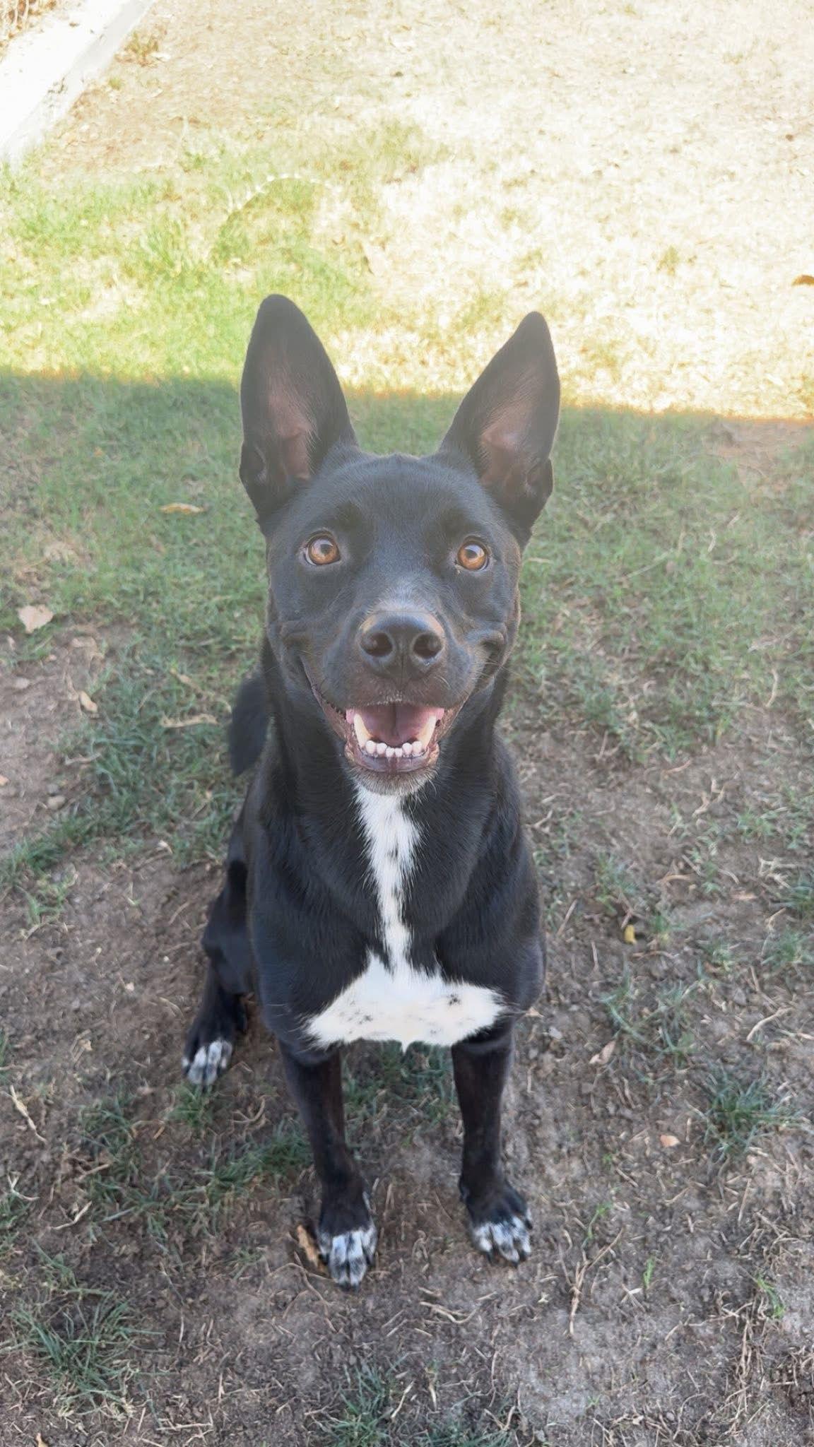 Milo, a Adoptable Mixed Breed in Polson, MT image 2/3