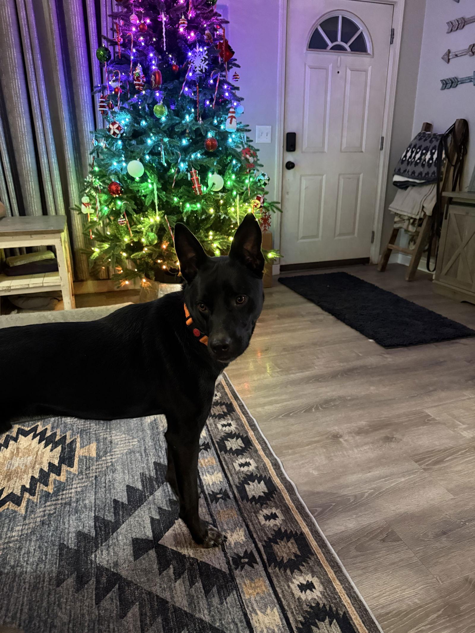 Milo, a Adoptable Mixed Breed in Polson, MT image 3/3