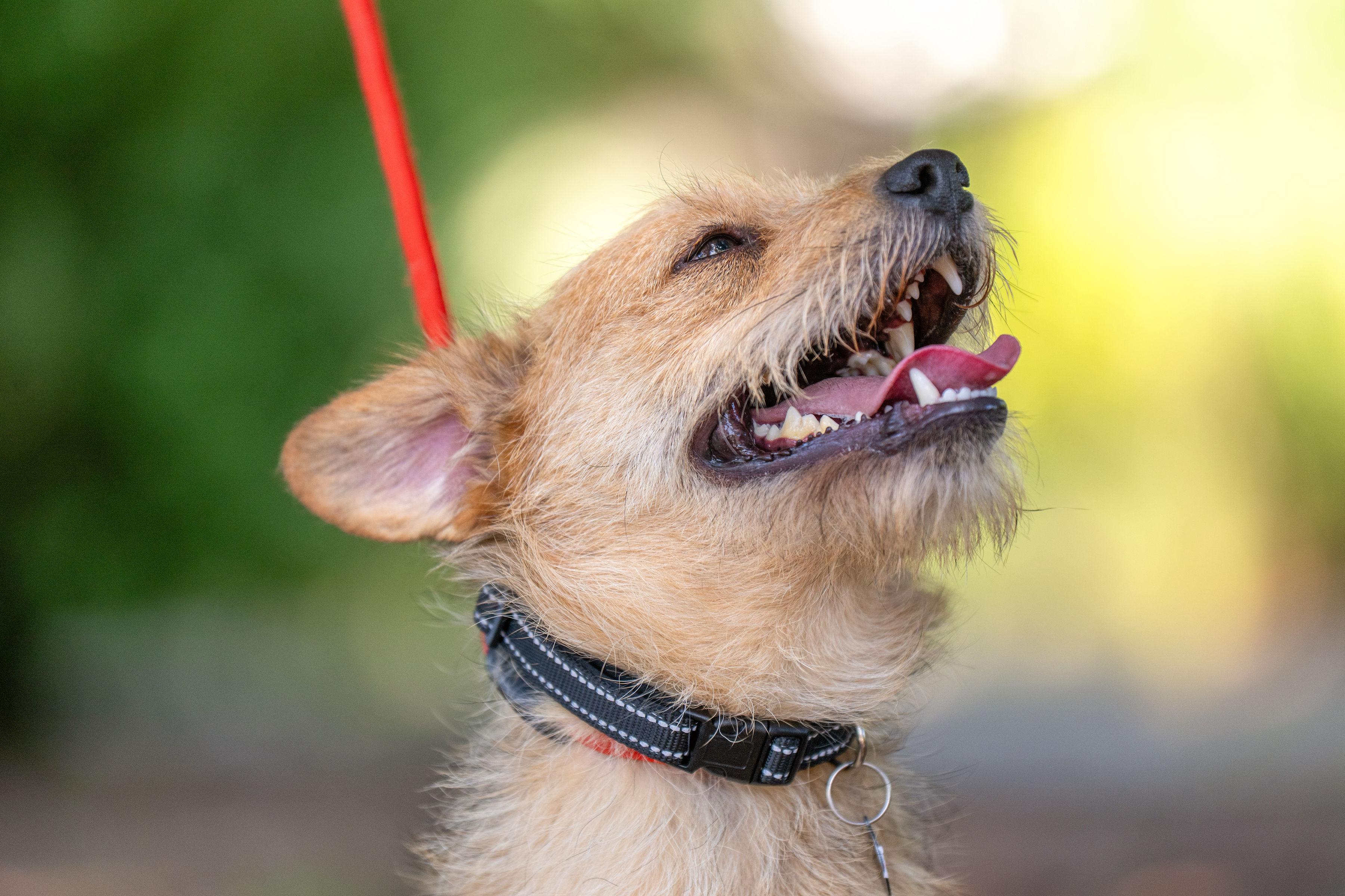 Enlarge Melvin, an adoptable mixed breed in Santa Rosa, CA image 5/5