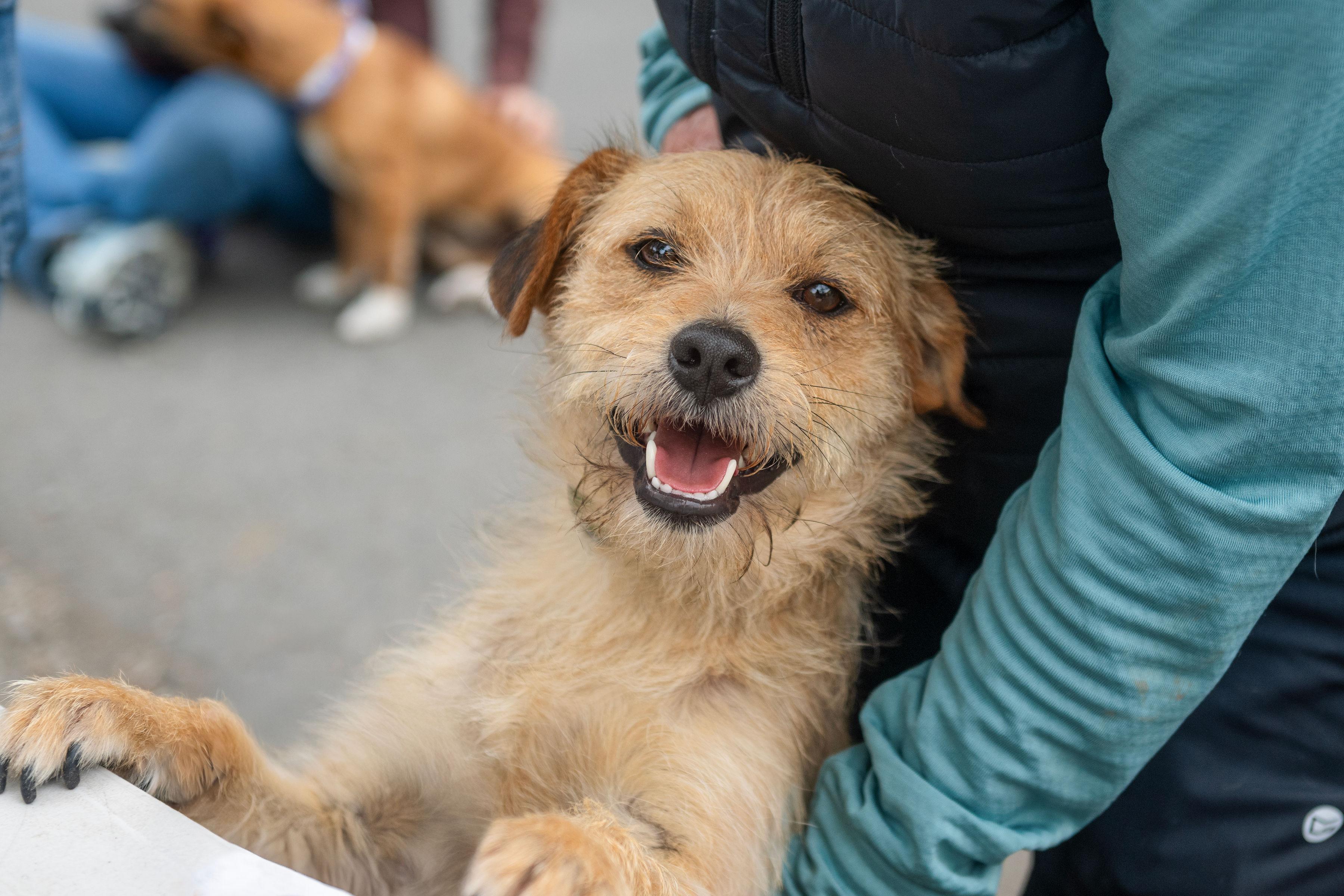 Enlarge Melvin, an adoptable mixed breed in Santa Rosa, CA image 1/5