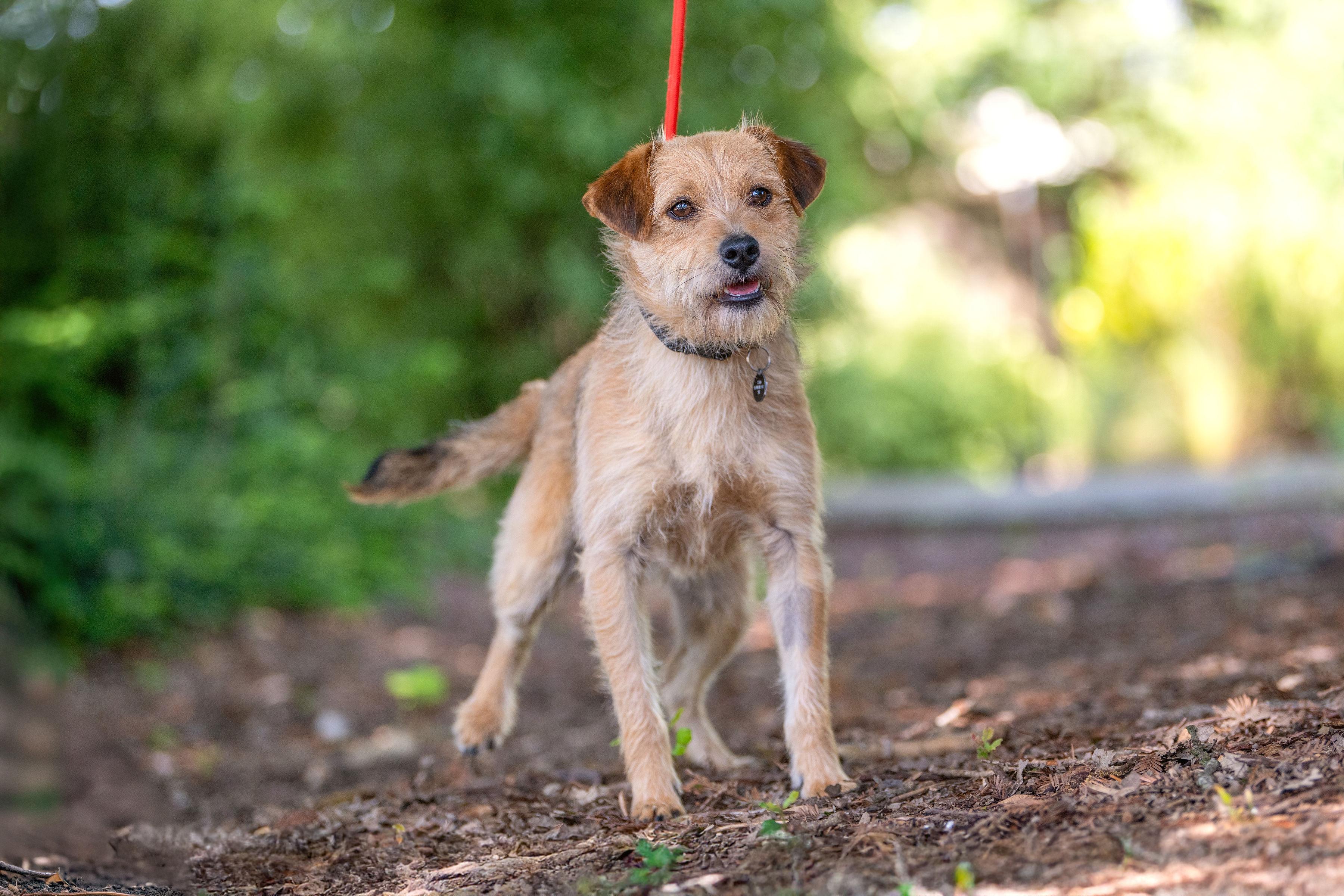 Enlarge Melvin, an adoptable mixed breed in Santa Rosa, CA image 2/5