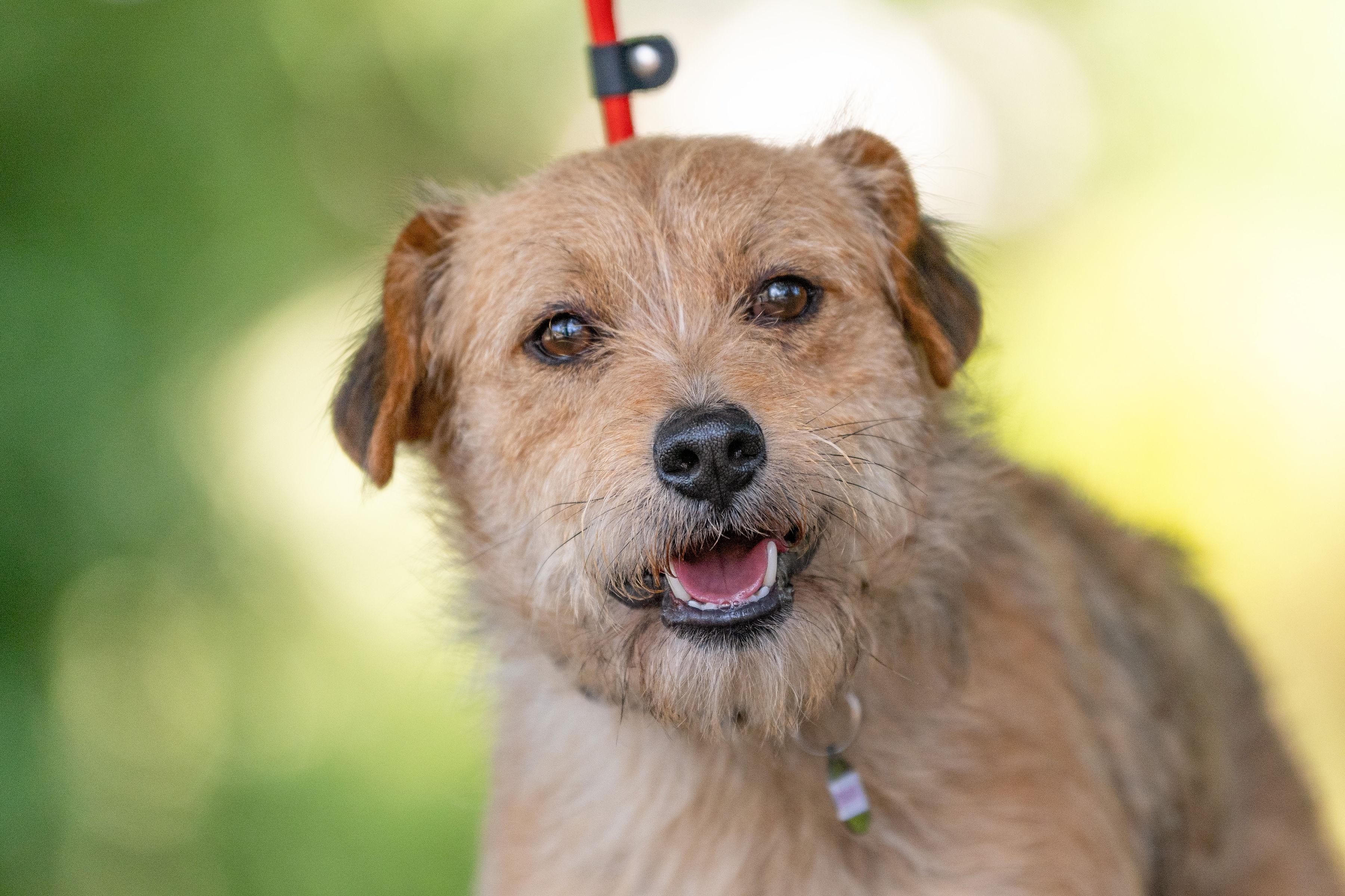 Enlarge Melvin, an adoptable mixed breed in Santa Rosa, CA image 4/5