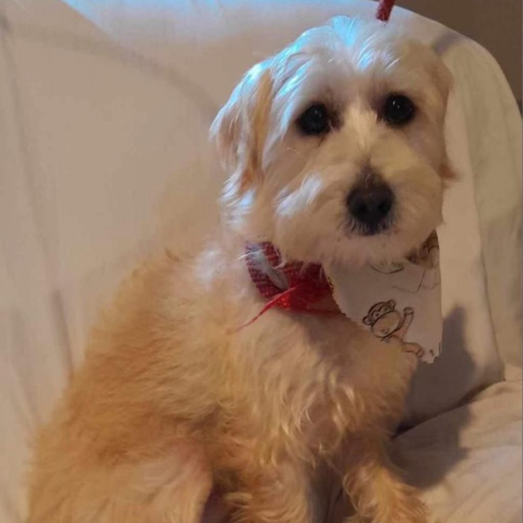 Enlarge Bogey, a Adoptable Maltese in San Diego, CA image 2/6