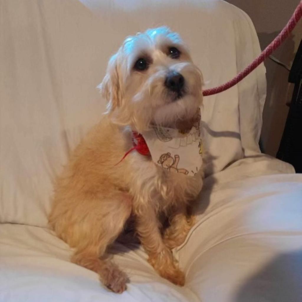 Enlarge Bogey, a Adoptable Maltese in San Diego, CA image 3/6
