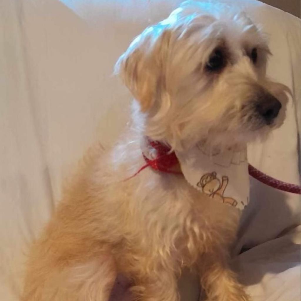 Enlarge Bogey, a Adoptable Maltese in San Diego, CA image 4/6