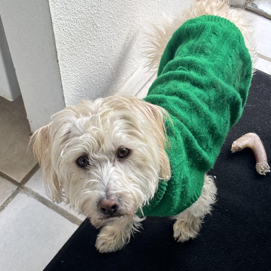 Enlarge Bogey, a Adoptable Maltese in San Diego, CA image 5/6