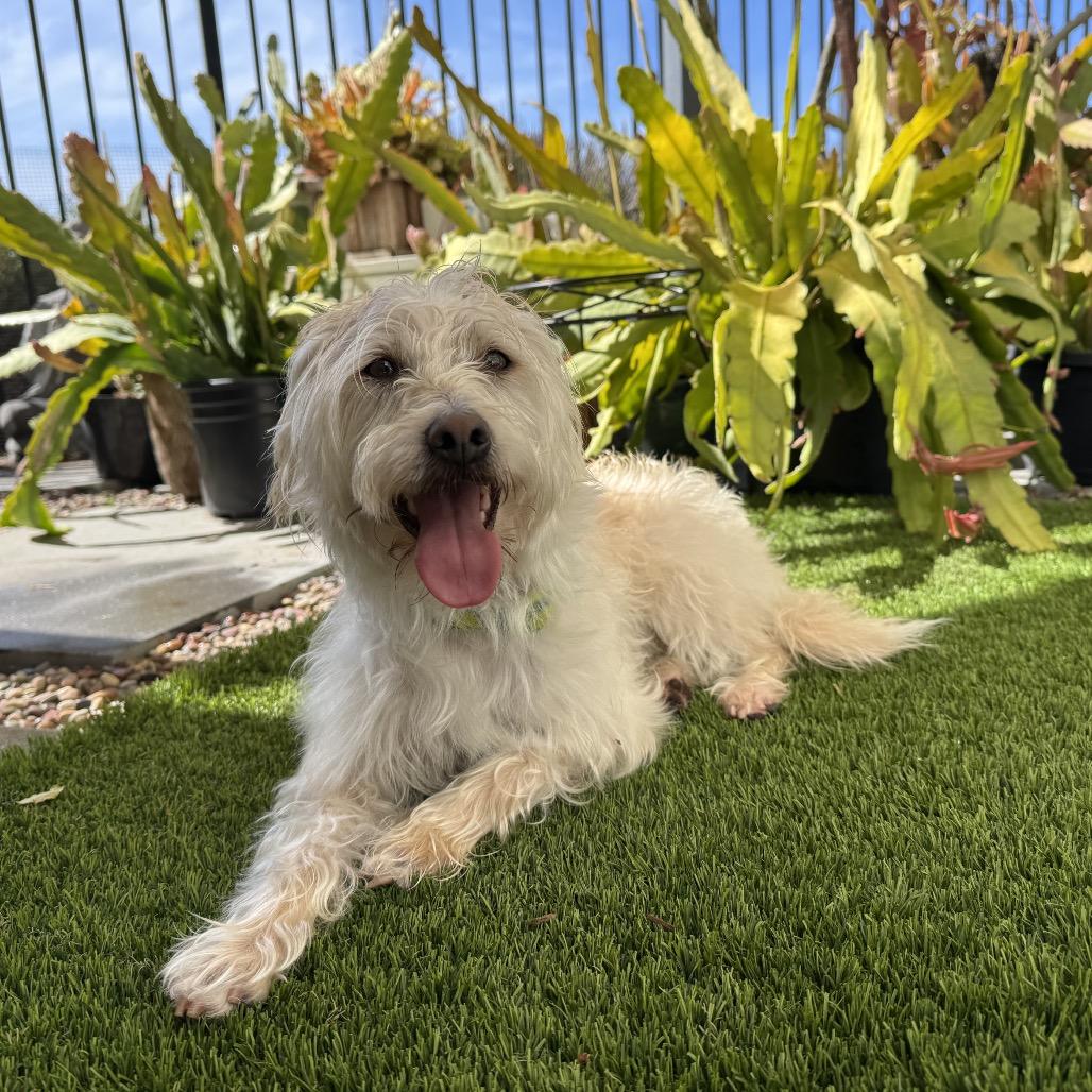 Enlarge Bogey, a Adoptable Maltese in San Diego, CA image 6/6