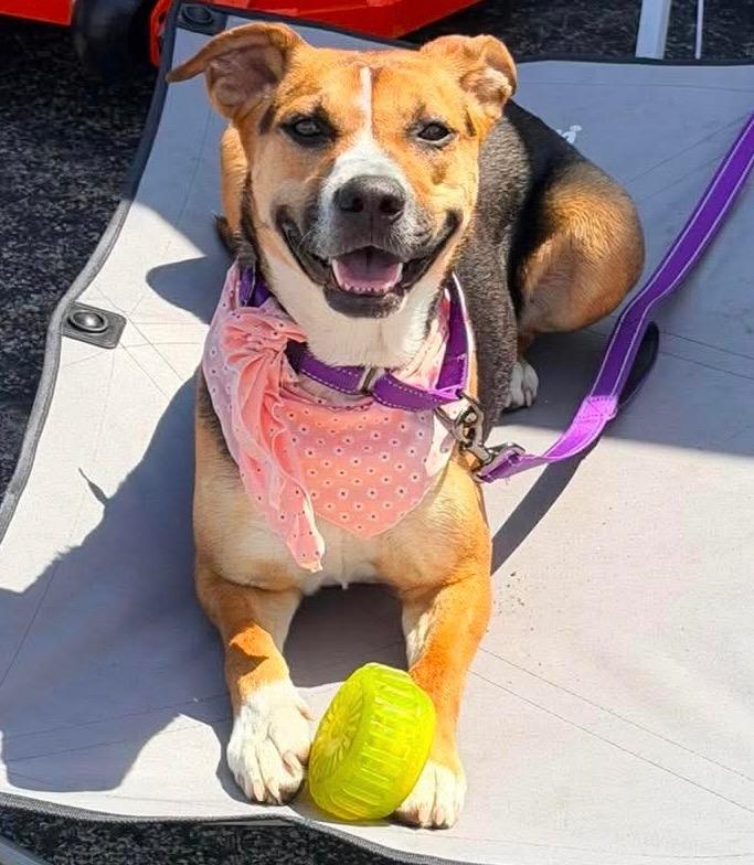 Rosie, a Adoptable mixed breed in Decatur, IN image 1/4