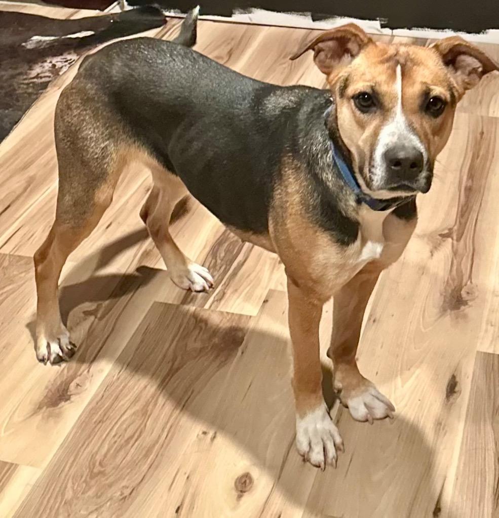 Enlarge Rosie, a Adoptable mixed breed in Decatur, IN image 2/3