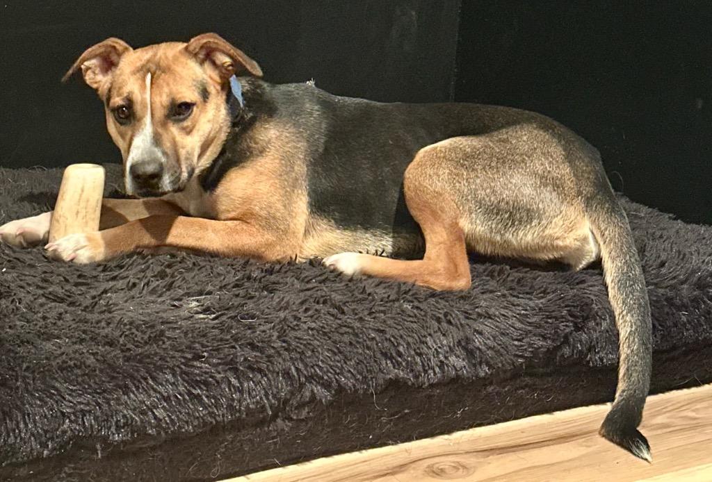 Enlarge Rosie, a Adoptable mixed breed in Decatur, IN image 3/3