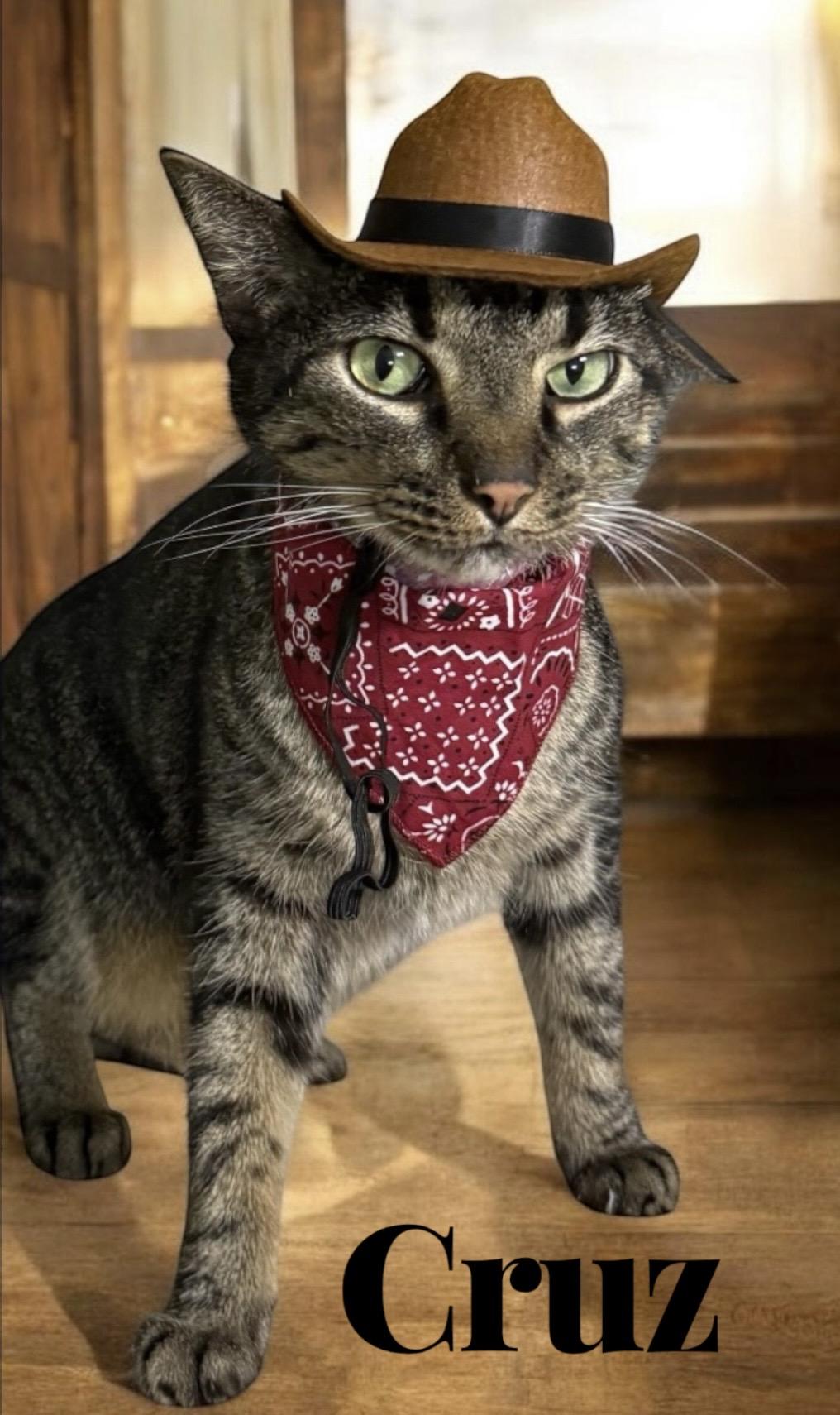 Cruz, Adoptable, Adult Male Tabby & Tiger.