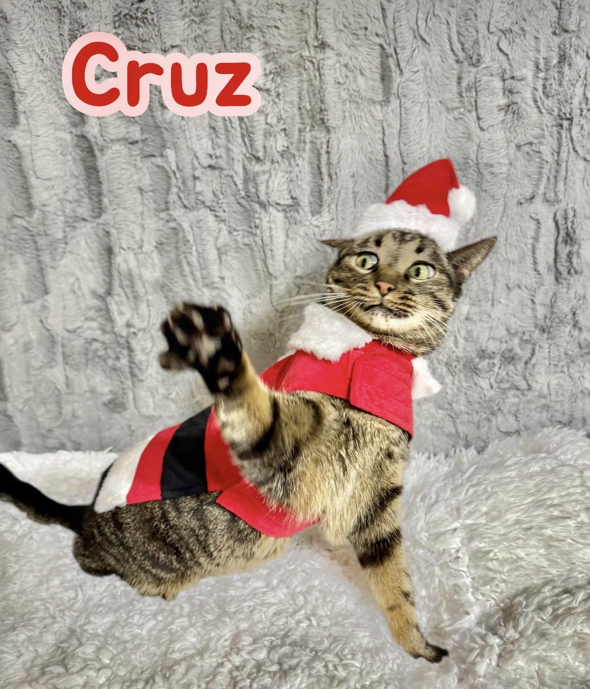 Cruz, a Adoptable mixed breed in Dickinson, TX image 2/6