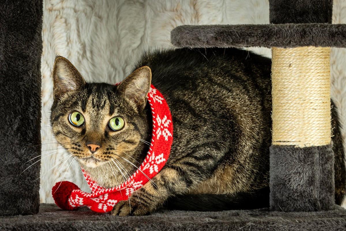 Cruz, Adoptable, Adult Male Tabby & Tiger.