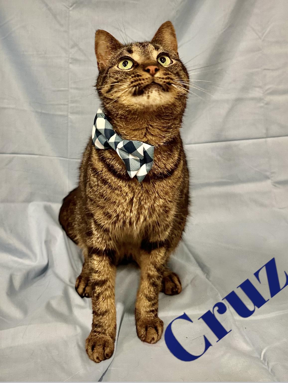 Enlarge Cruz, a Adoptable mixed breed in Dickinson, TX image 2/6