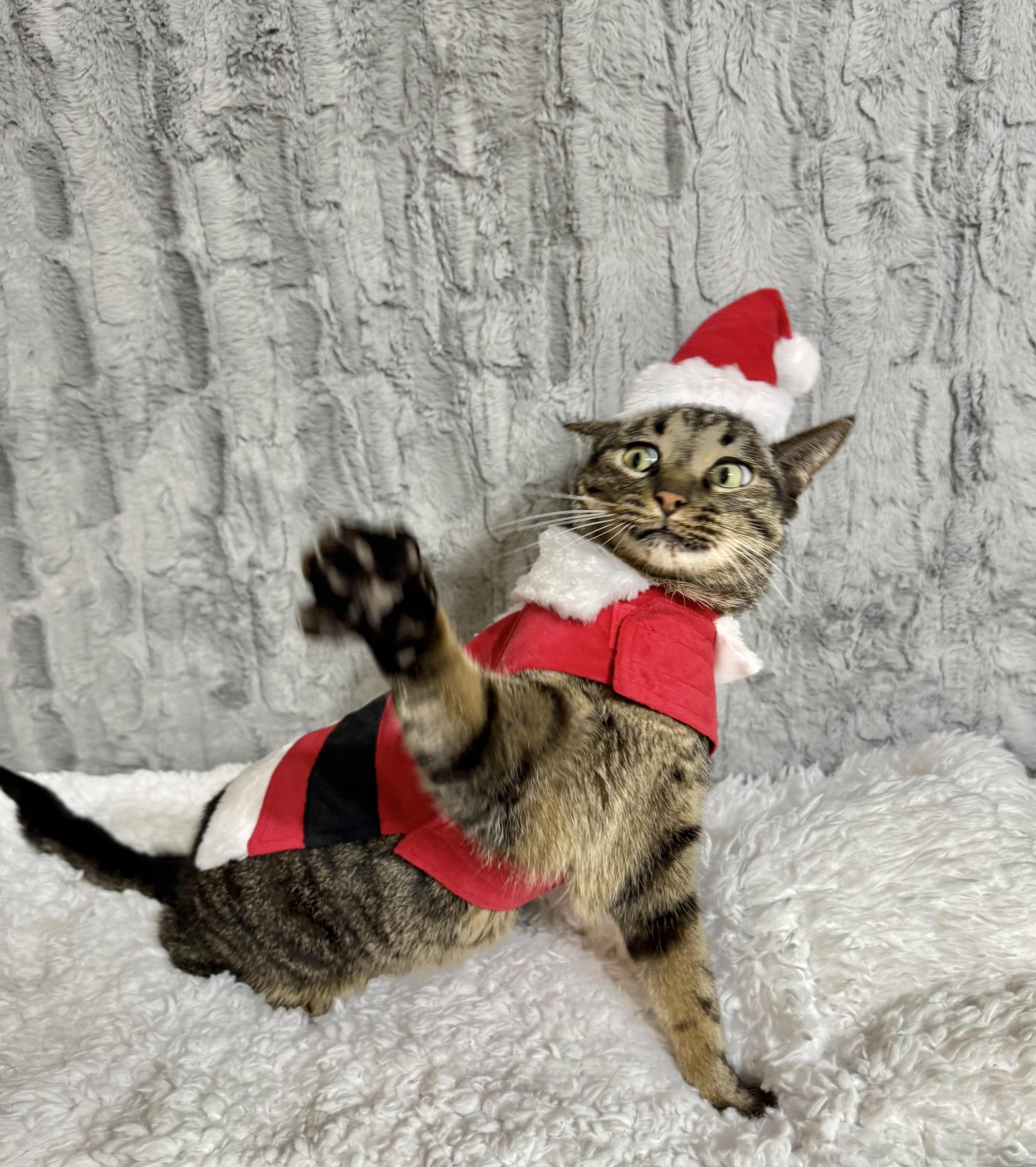 Enlarge Cruz, a Adoptable mixed breed in Dickinson, TX image 3/6