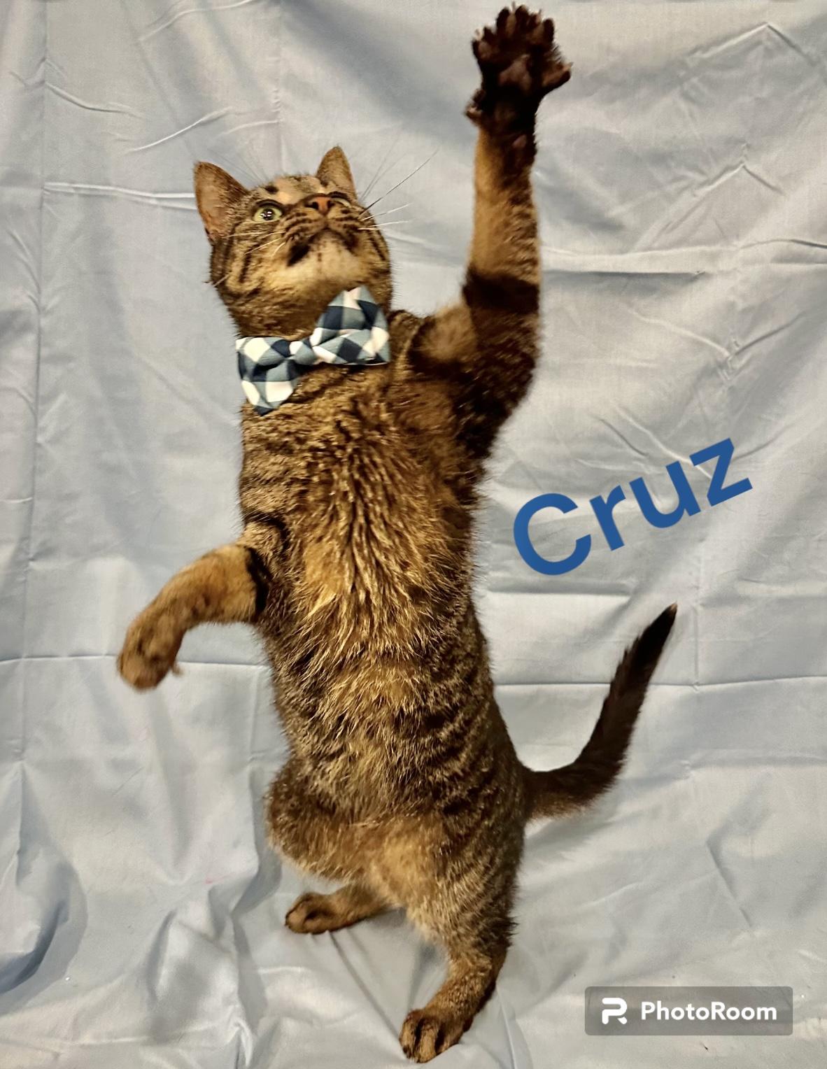 Enlarge Cruz, a Adoptable mixed breed in Dickinson, TX image 4/6