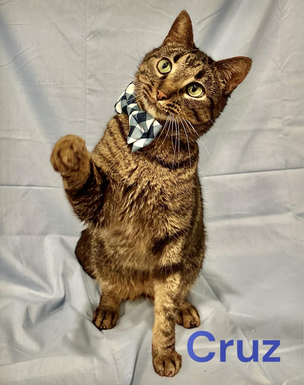 Enlarge Cruz, a Adoptable mixed breed in Dickinson, TX image 5/6