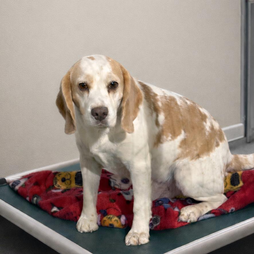 Enlarge Puddle, a Adoptable Beagle in Tulsa, OK image 1/1