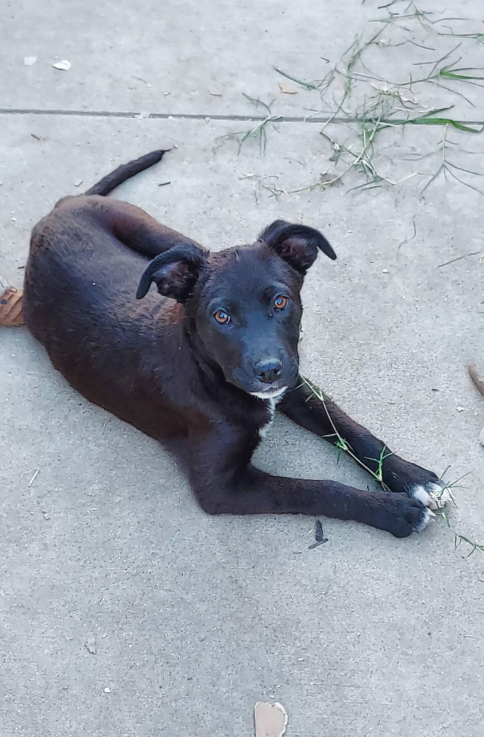 Hope, Adopted, Young Female Labrador Retriever.