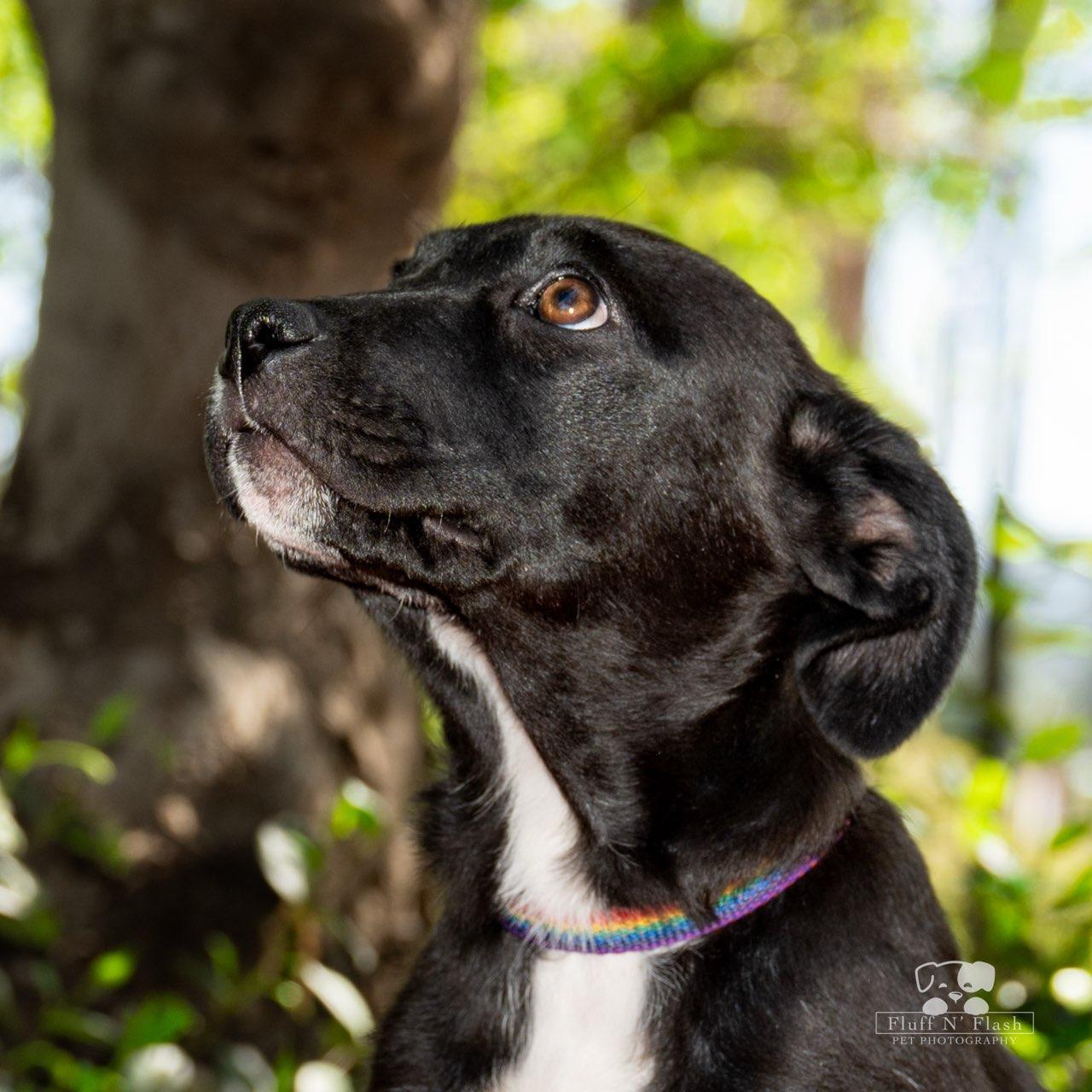 Enlarge Hope, a Adopted Labrador Retriever in Mentone, CA image 2/2