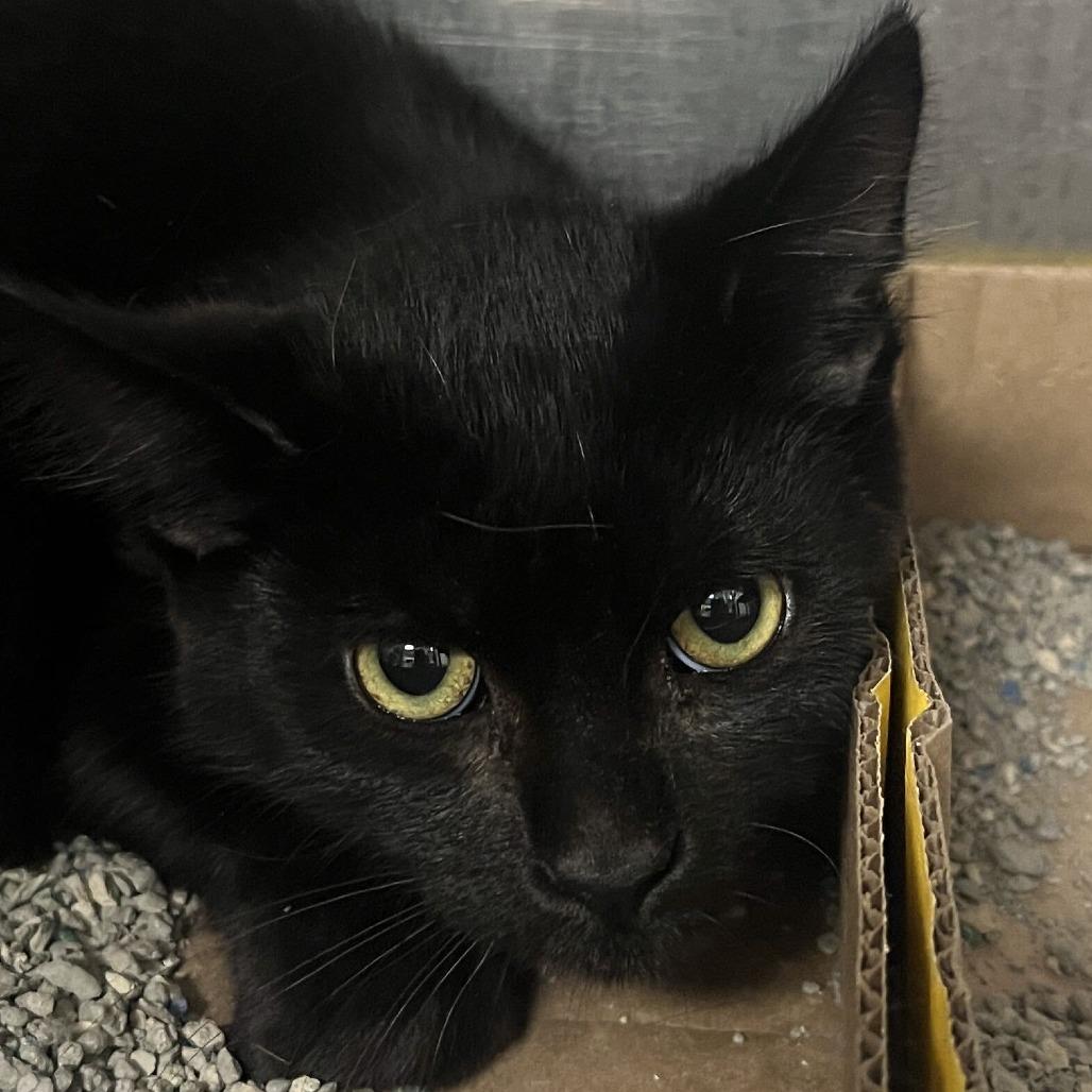 Enlarge Zero, a Adoptable Domestic Short Hair in Owosso, MI image 1/1