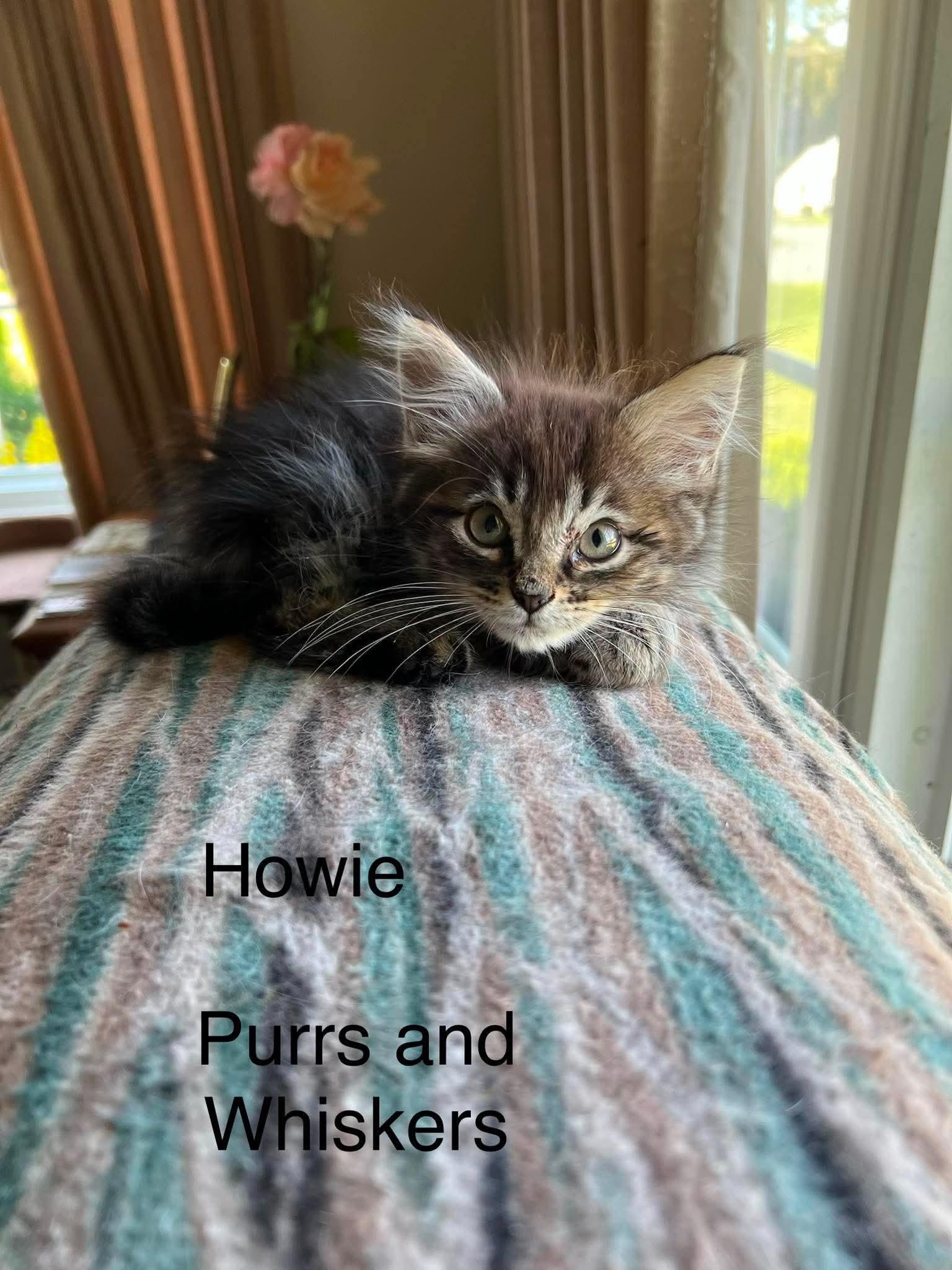 Howie, ADOPTABLE, Kitten Male Domestic Long Hair.