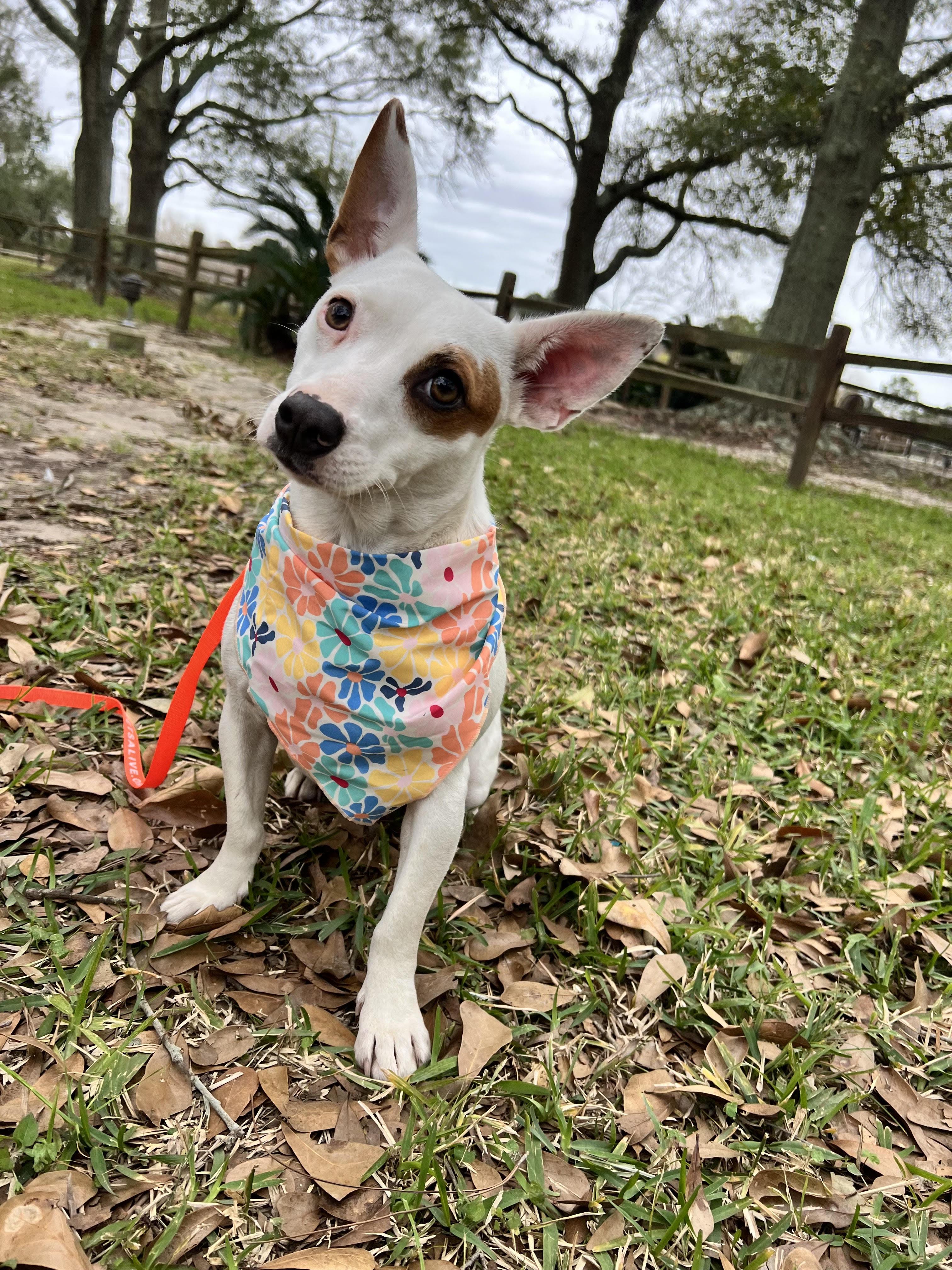 Enlarge Buttercup, an adopted mixed breed in Houston , TX image 1/1