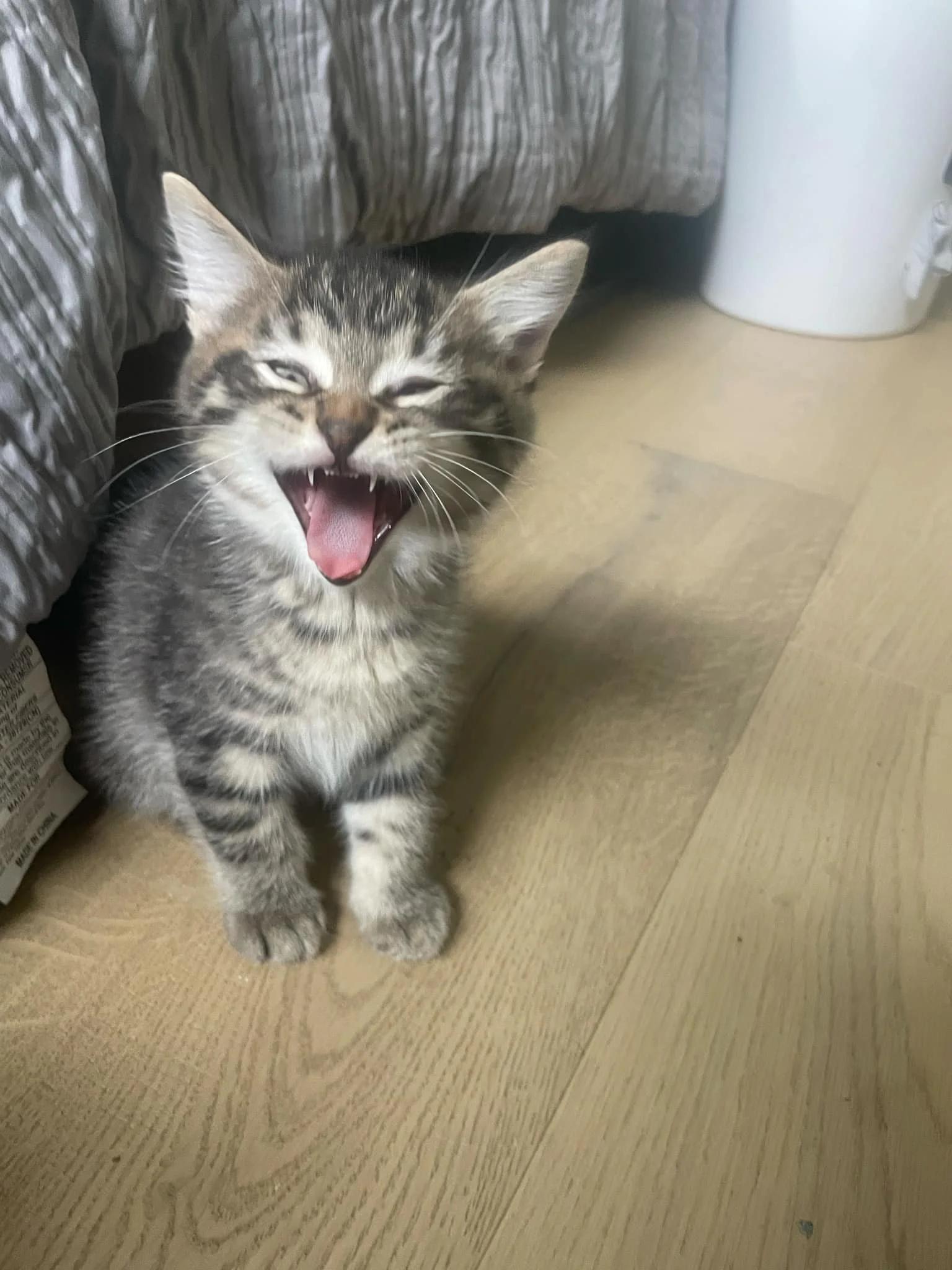 Oisin