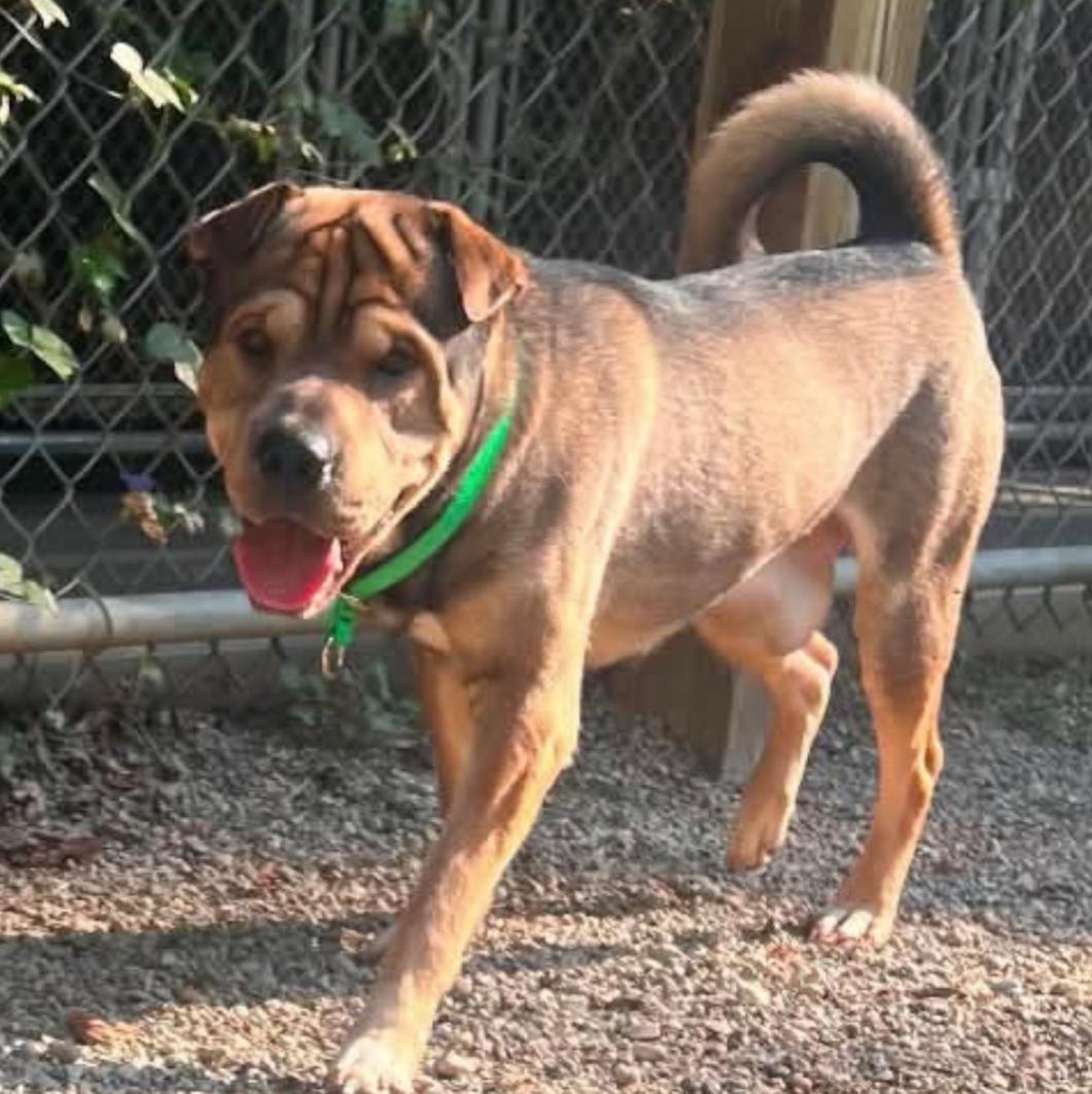 Enlarge Burrito, a Adoptable Shar-Pei in Marseilles, IL image 1/1